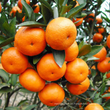 Adubo do ácido aminado do adubo especial da laranja